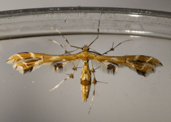 Geina periscelidactylus