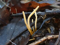 Clavaria tenuipes