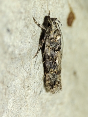 Teleiopsis diffinis