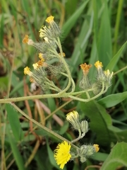 Pilosella echioides