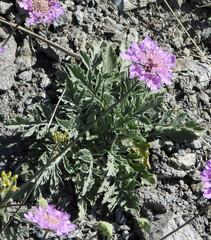 Scabiosa lucida