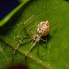 Chrysso lingchuanensis