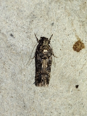Teleiopsis diffinis