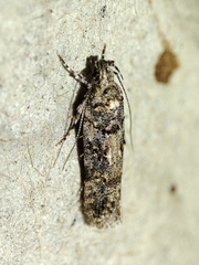 Teleiopsis diffinis