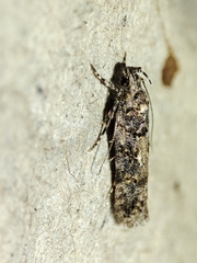Teleiopsis diffinis