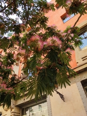 Albizia julibrissin