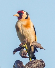 Carduelis