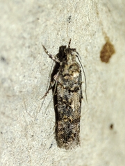 Teleiopsis diffinis