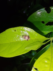 Walterianella tenuicincta