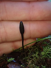 Geoglossum australe