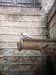 Columba livia domestica