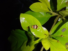 Walterianella venustula