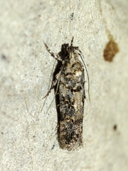 Teleiopsis diffinis