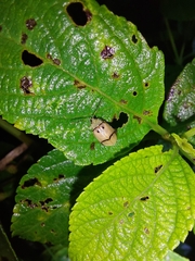 Walterianella tenuicincta