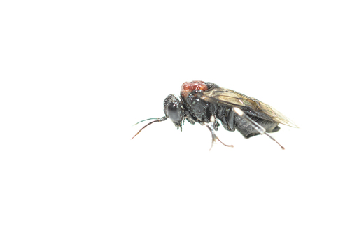 Alder Sawfly, 8421 Oldeberkoop, Nederland, photo 7 of 10