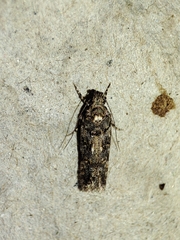 Teleiopsis diffinis