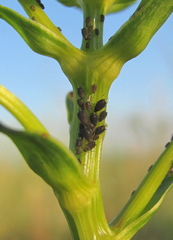 Cavariella aegopodii