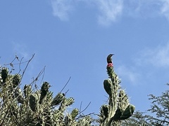 Nectarinia famosa