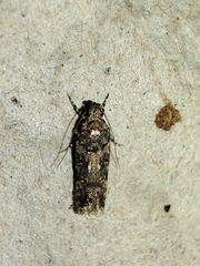 Teleiopsis diffinis