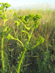 Cavariella aegopodii