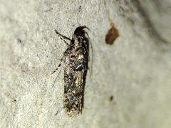 Teleiopsis diffinis