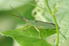 Tagasta marginella