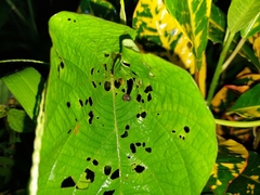 Agroiconota propinqua