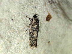 Teleiopsis diffinis