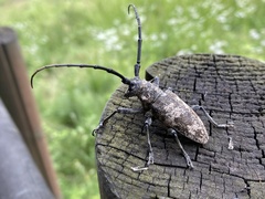 Lamiomimus gottschei