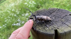 Lamiomimus gottschei