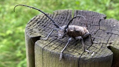 Lamiomimus gottschei