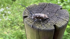 Lamiomimus gottschei