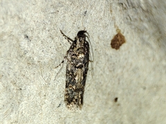 Teleiopsis diffinis