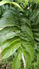 Zanthoxylum setulosum