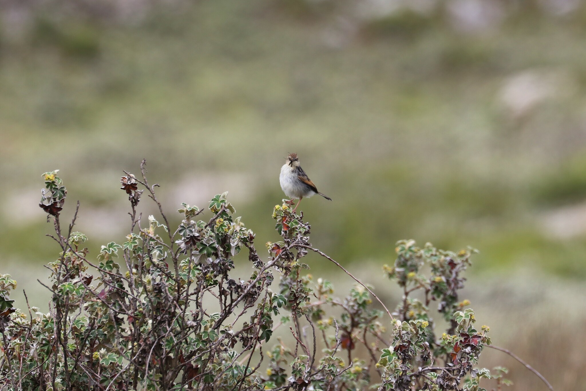 Ethiopian Cisticola (Cisticola lugubris), photo 4