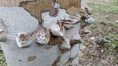 Zanthoxylum setulosum