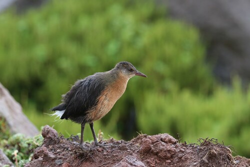 Rouget's Rail (Rougetius rougetii), photo 9
