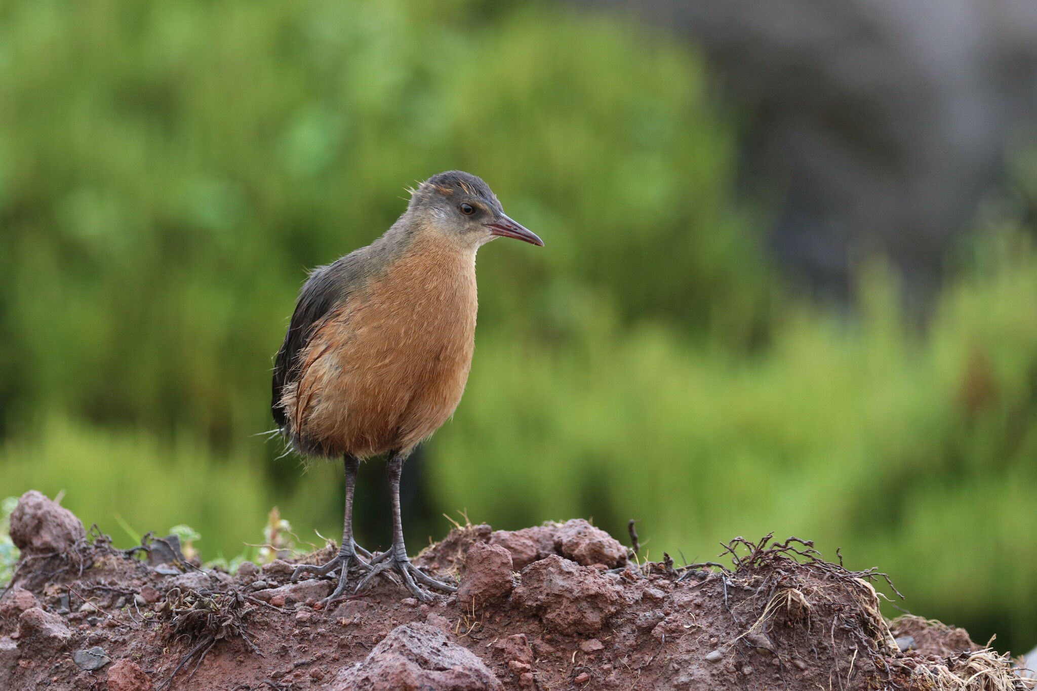 Rouget's Rail (Rougetius rougetii), photo 2