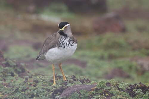 Spot-breasted Lapwing (Vanellus melanocephalus)