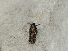 Teleiopsis diffinis