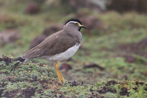 Spot-breasted Lapwing (Vanellus melanocephalus), photo 4