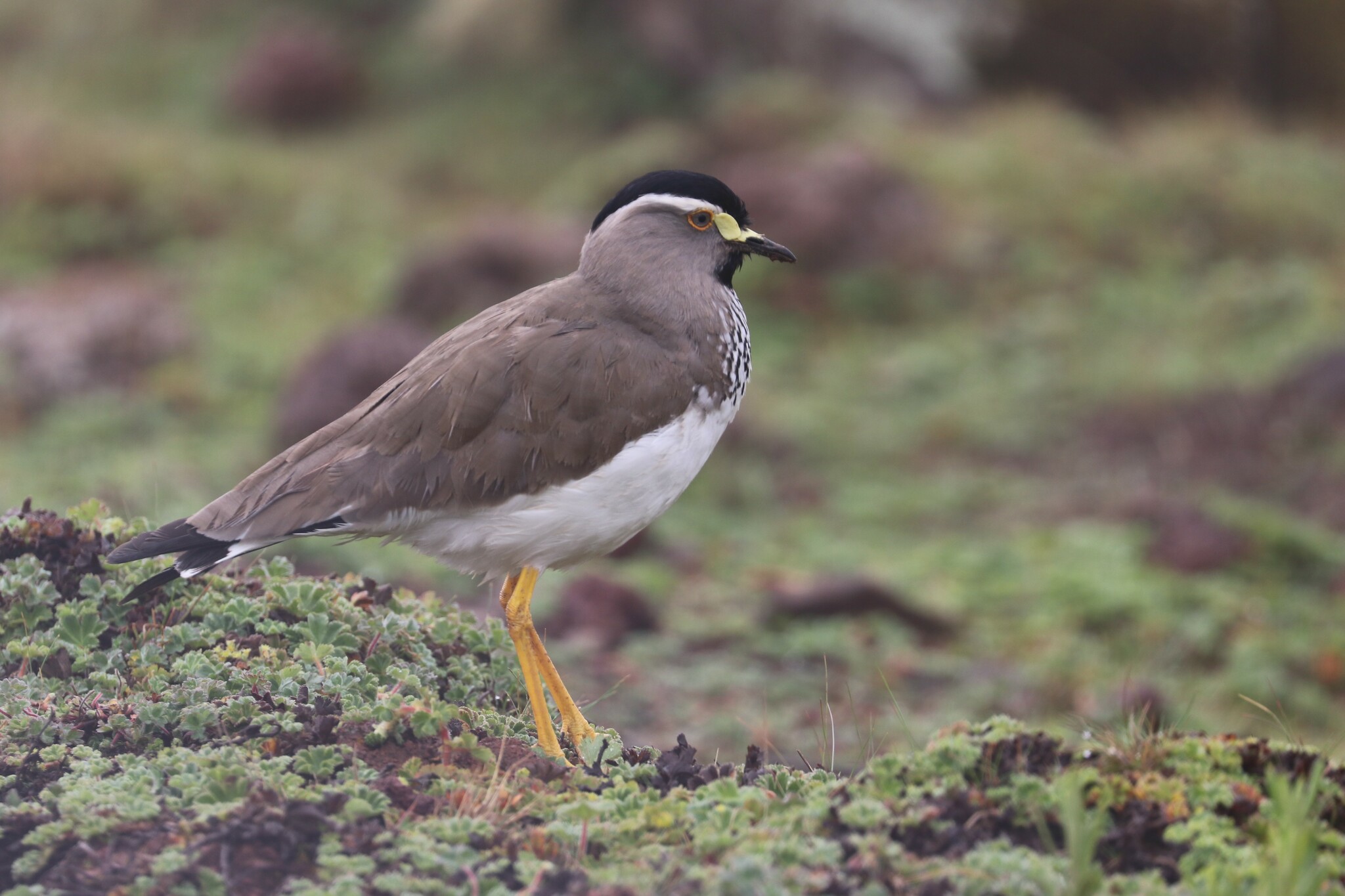 Spot-breasted Lapwing (Vanellus melanocephalus), photo 2