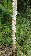 Zanthoxylum setulosum