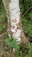 Zanthoxylum setulosum