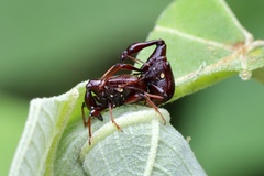 Paratrachelophorus