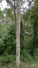 Zanthoxylum setulosum