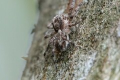 Phaeacius malayensis