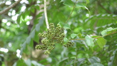 Zanthoxylum setulosum