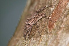 Phaeacius malayensis