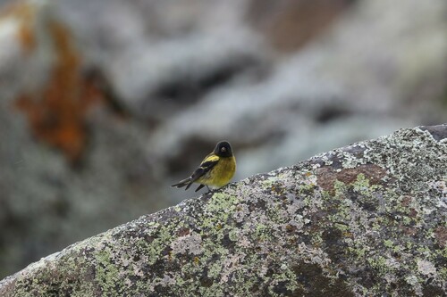 Ethiopian Siskin (Serinus nigriceps)